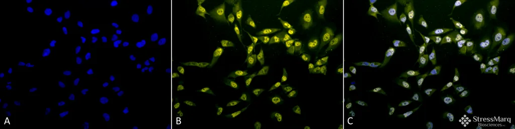 Phosphothreonine Antibody: Biotin - image 3