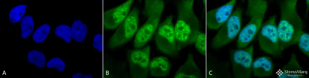 Phosphothreonine Antibody: Biotin - image 1