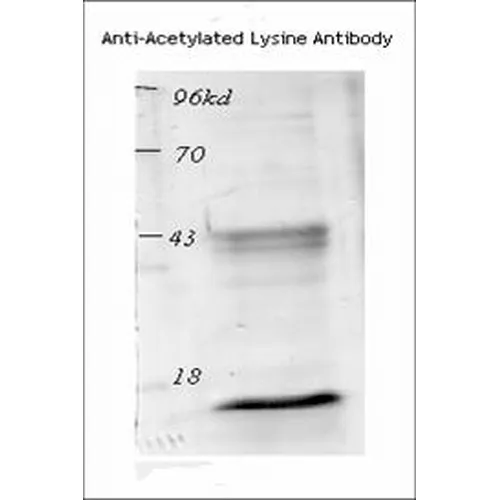 Acetylated Lysine Antibody: FITC - image 4