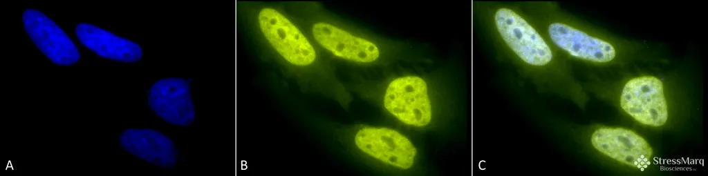 Acetylated Lysine Antibody: FITC - image 1