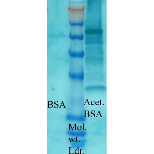Acetylated Lysine Antibody: PerCP - image 2