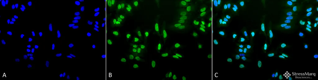 Acetylated Lysine Antibody: RPE - image 3