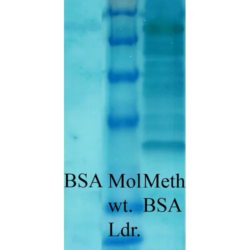 Methylated Lysine Antibody: APC - image 2