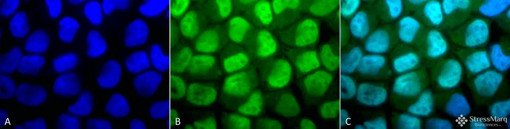 Methylated Lysine Antibody: APC - image 1