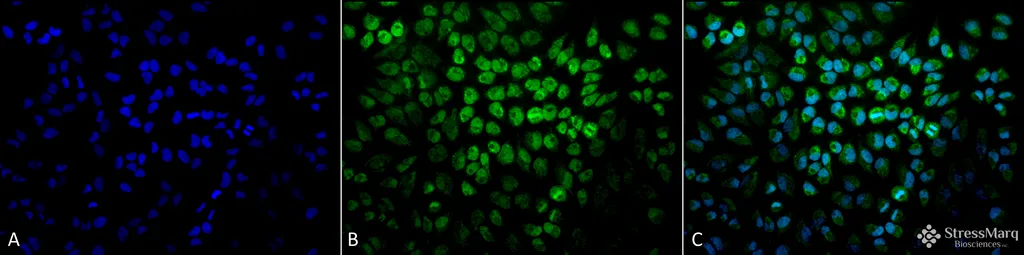 TNF-R1 Antibody: RPE - image 5