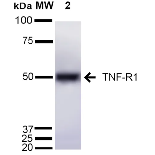 TNF-R1 Antibody - image 3