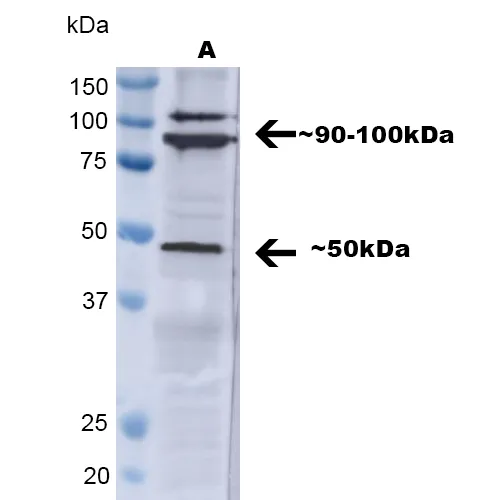 TNF-R1 Antibody - image 6