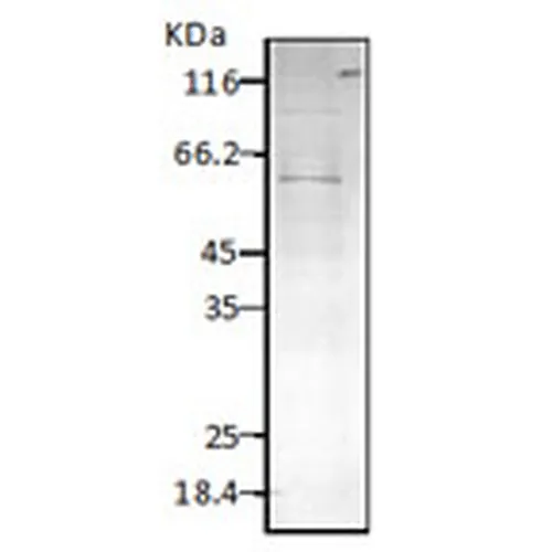 HSP60 (P. falciparum) Antibody: PerCP - image 2