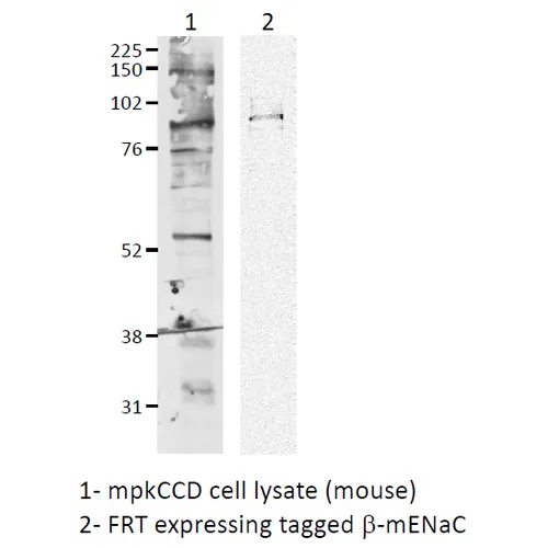 ENaC beta Antibody: APC - image 3