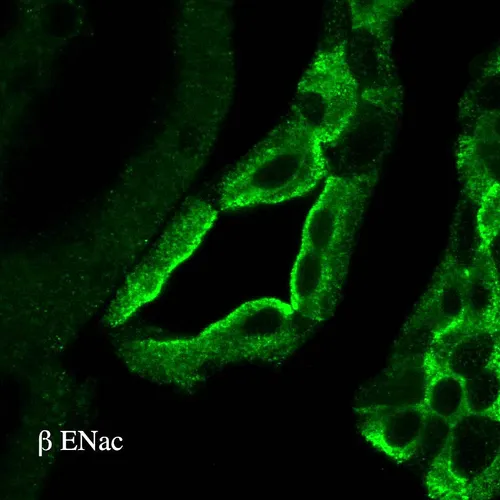 ENaC beta Antibody: APC - image 1