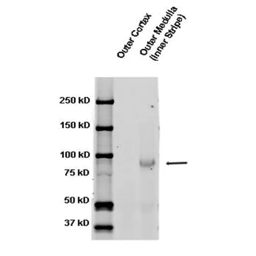 ENaC beta Antibody: PerCP - image 2