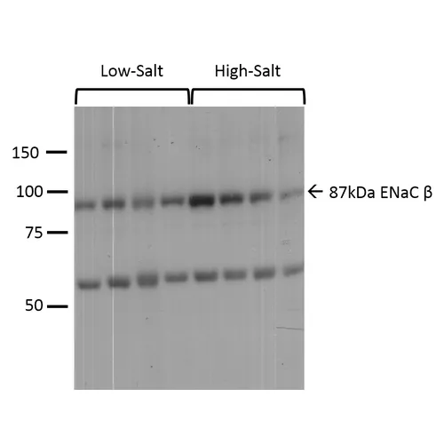 ENaC beta Antibody: PerCP - image 4