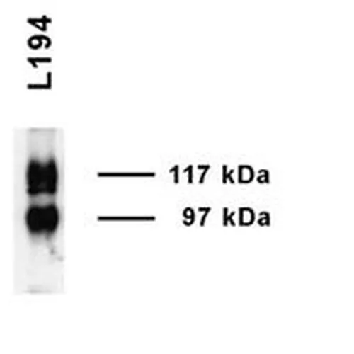 UT-A1 Antibody - image 1