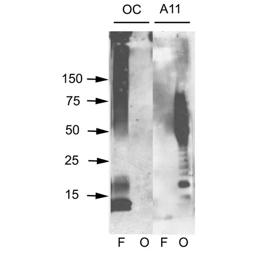 Amyloid Oligomers (A11) Antibody - image 2