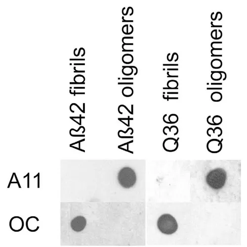 Amyloid Oligomers (A11) Antibody - image 3