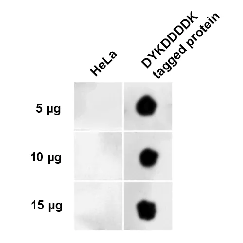 DYKDDDDK Tag Antibody (Equivalent to Sigma's Anti-FLAG® M2 Antibody): HRP - image 1