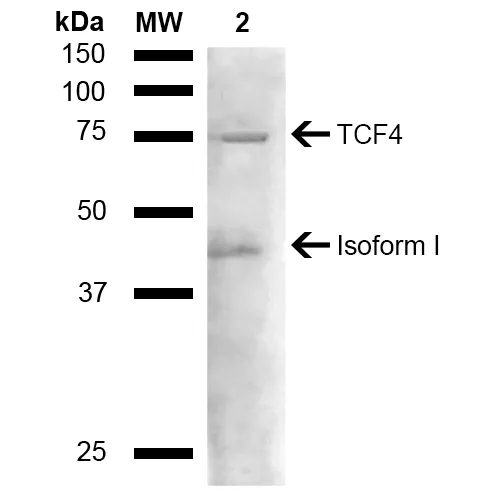 TCF4 Antibody - image 2