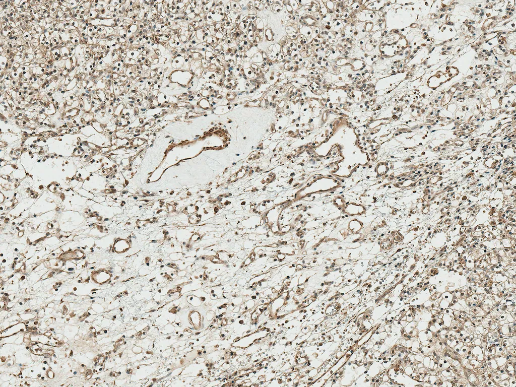 TCF4 Antibody - image 1