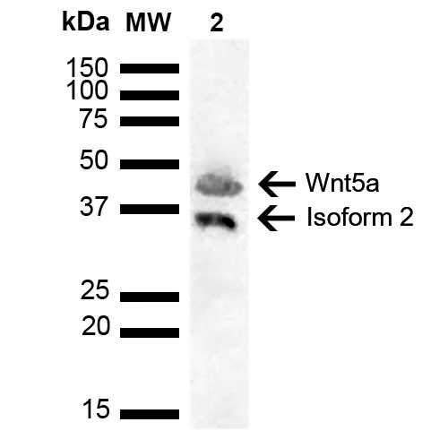 Wnt5a Antibody - image 2