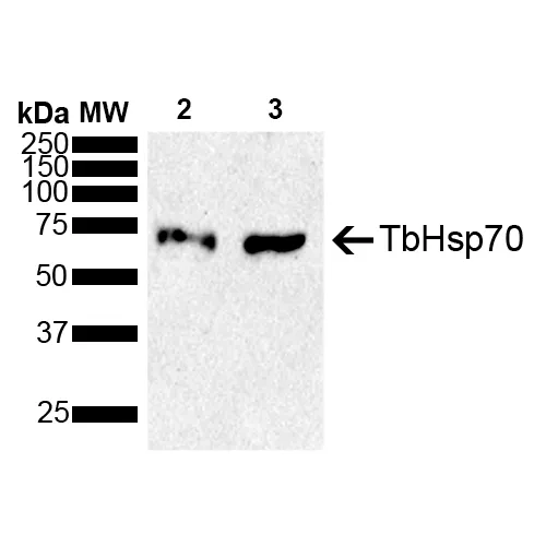 TbHsp70 Antibody: PerCP - image 1