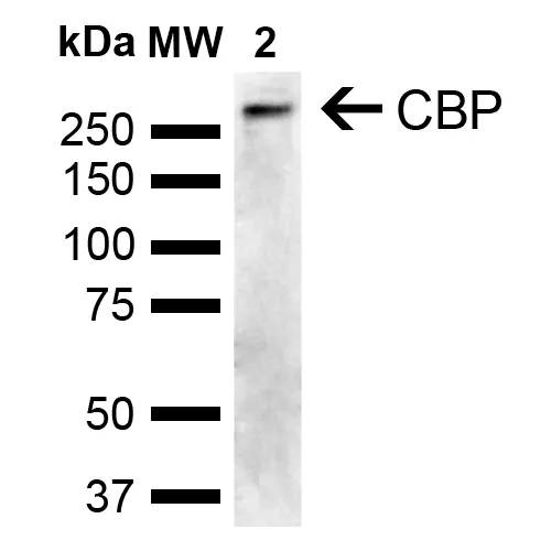 CBP Antibody - image 2