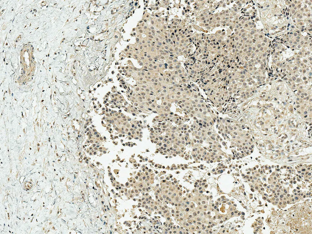 CBP Antibody - image 1