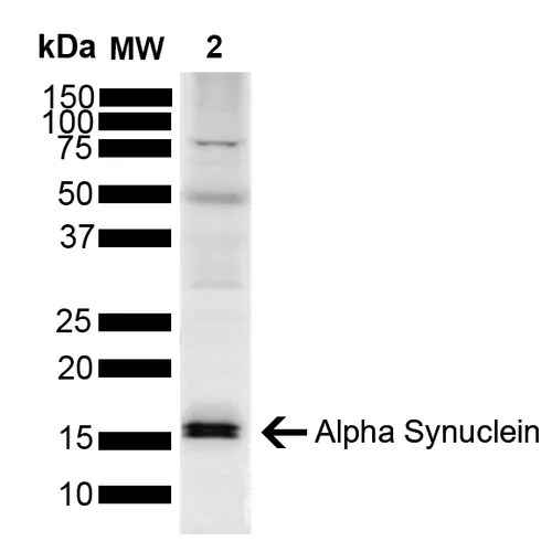 Alpha Synuclein Antibody - image 2