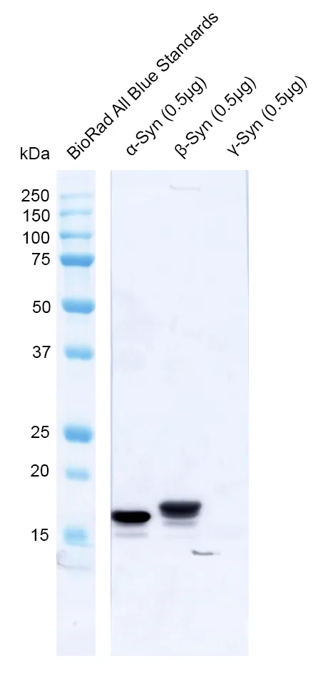 Alpha Synuclein Antibody: HRP - image 3