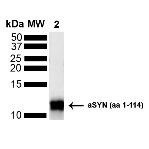 Alpha Synuclein Antibody: HRP - image 4