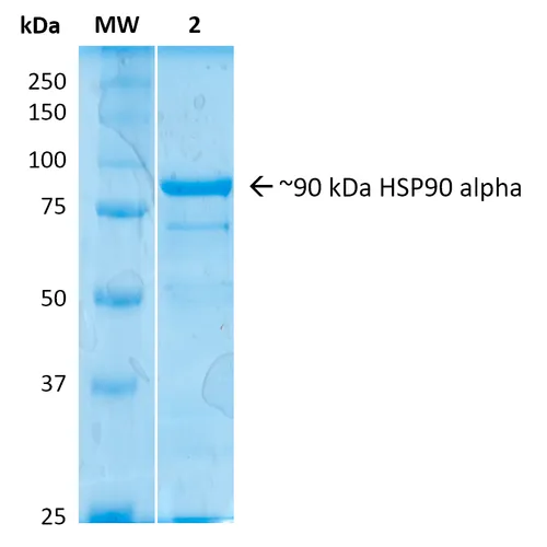 HSP90 alpha Protein - image 1