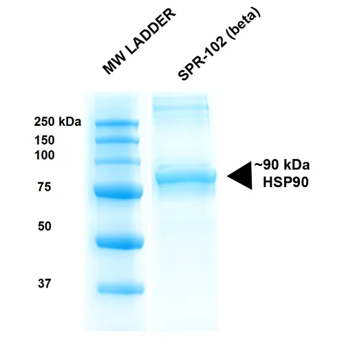 HSP90 beta Protein - image 1