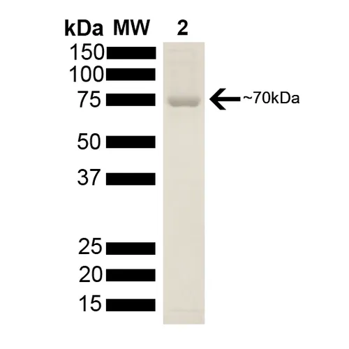 HSP70 Protein - image 1