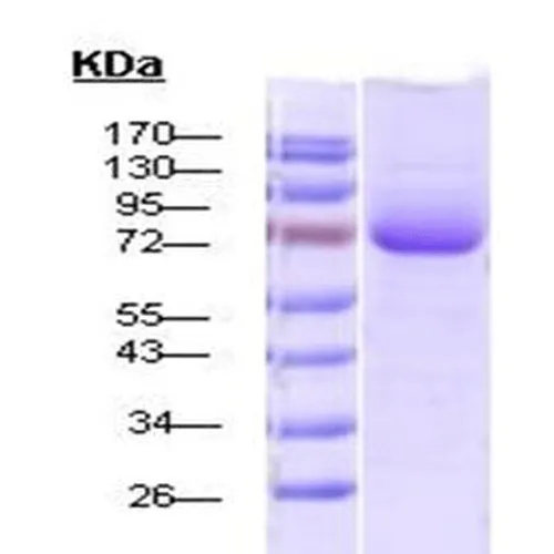 HSP70 Protein - image 1
