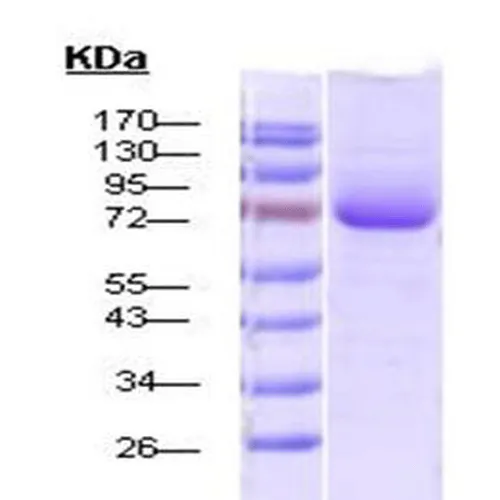 HSP70 Protein - image 1