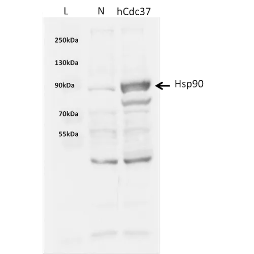 CDC37 Protein - image 1