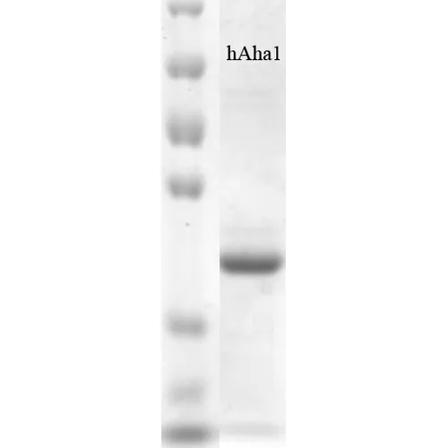 AHA1 Protein - image 1