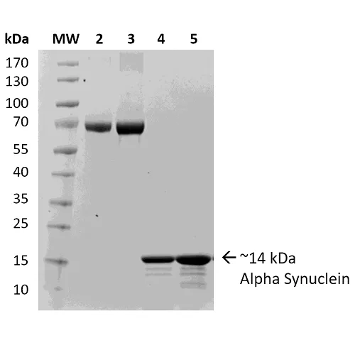 Alpha Synuclein Monomers (Type 2) - image 1