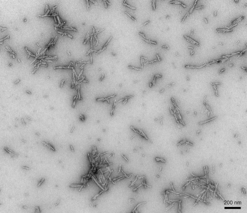 Alpha Synuclein Pre-formed Fibrils (Type 2) - image 4