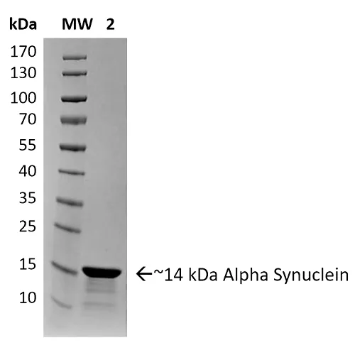Alpha Synuclein Pre-formed Fibrils (Type 2) - image 1