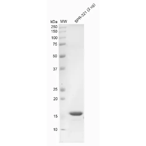 Alpha Synuclein Monomers (Type 1) - image 2