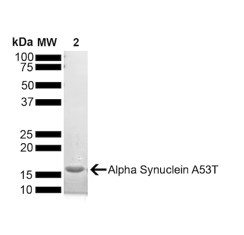Alpha Synuclein A53T Mutant Monomers (Type 1) - image 1