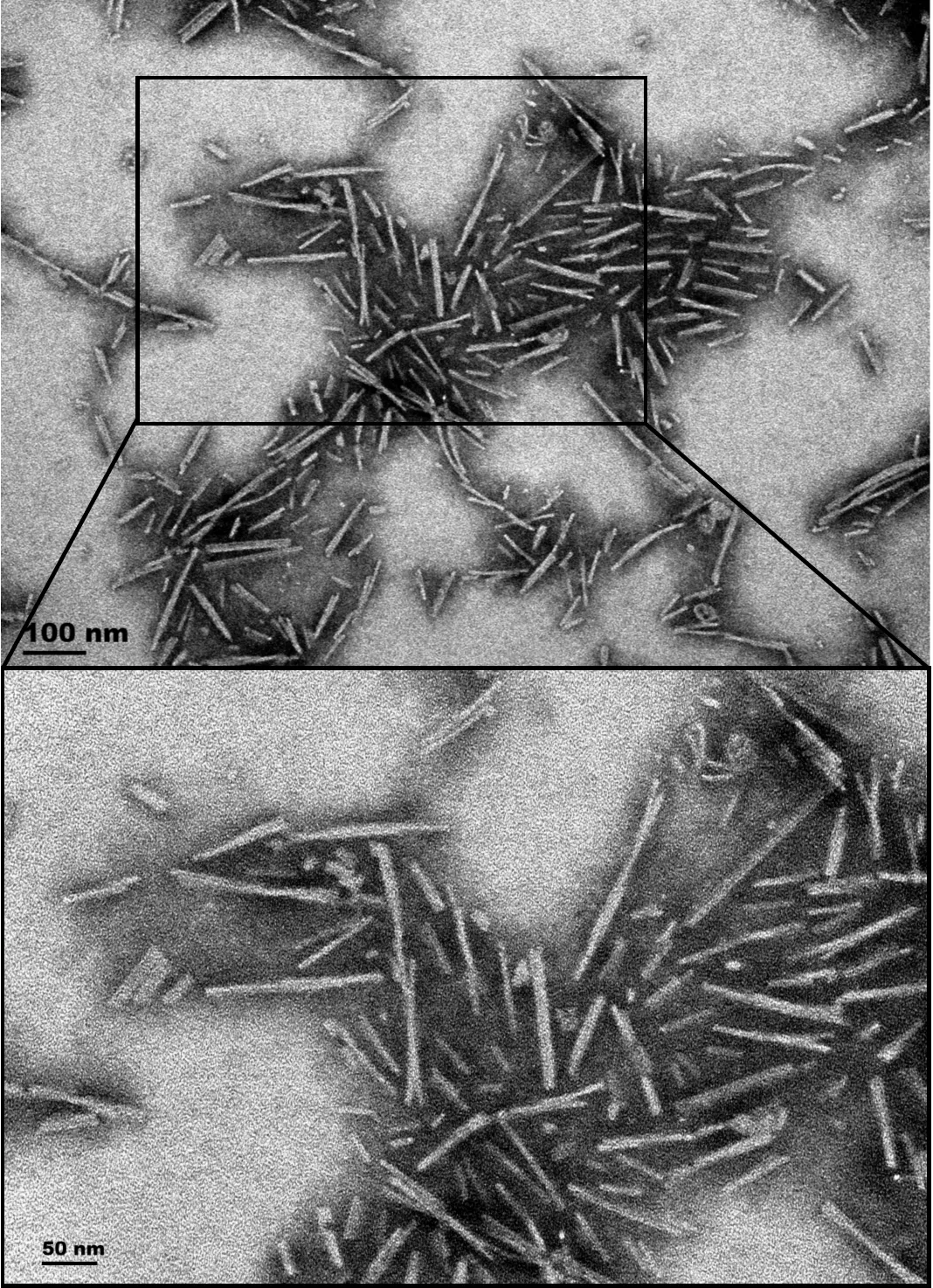 Alpha Synuclein A53T Mutant Pre-formed Fibrils (Type 1) - image 2