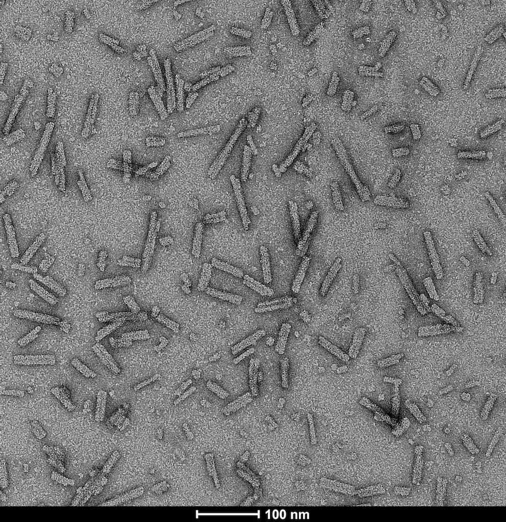Alpha Synuclein A53T Mutant Pre-formed Fibrils (Type 1) - image 3