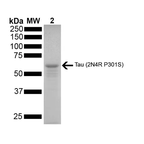 Tau-441 (2N4R) P301S Mutant Monomers - image 1