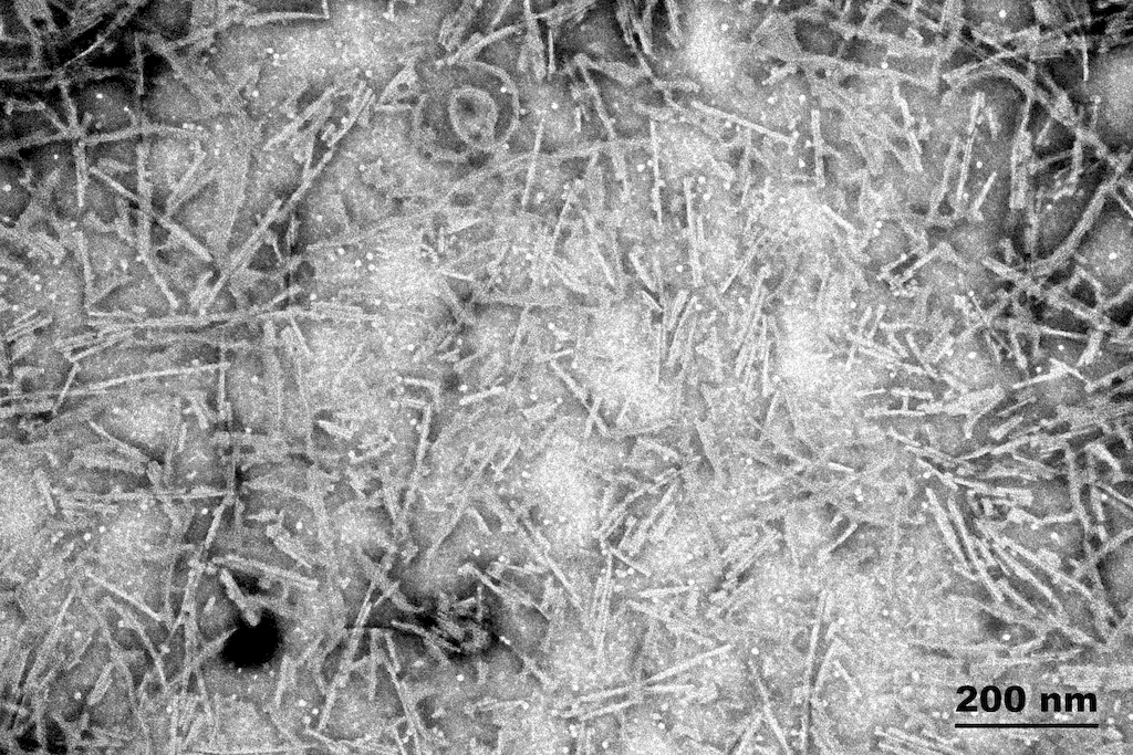 Tau-441 (2N4R) P301S Mutant Pre-formed Fibrils - image 2