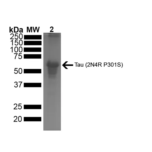 Tau-441 (2N4R) P301S Mutant Pre-formed Fibrils - image 4