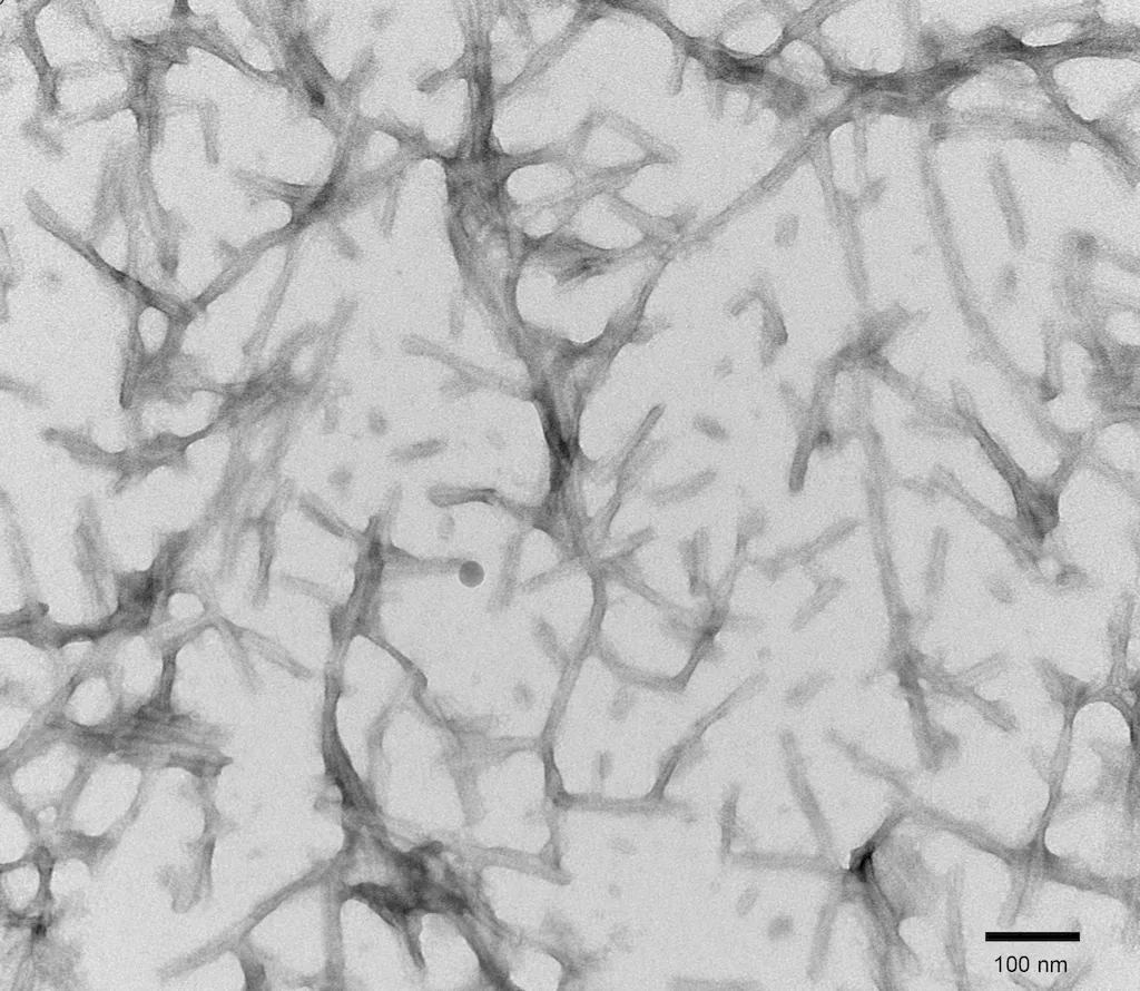 Tau-441 (2N4R) P301S Mutant Pre-formed Fibrils - image 1