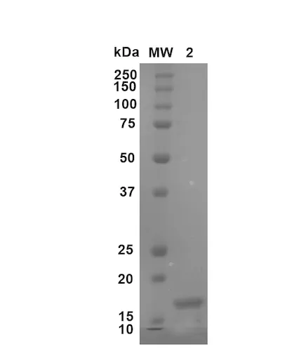 Beta Synuclein Monomers - image 2