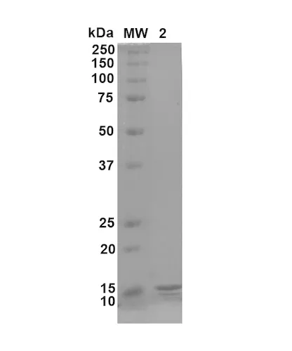Gamma Synuclein Monomers - image 2