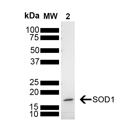 Superoxide Dismutase Monomers - image 1
